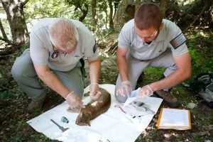 IZ PASTIRSKE LEGENDE U STVARNOST: Na Korzici otkrivena nova vrsta divlje "mačke-lisice" Čuvari istraživači sa mačkom lisicom / Foto: Office Nationale des Forets