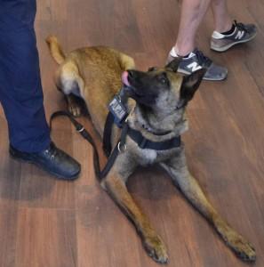 ZAPLIJENJENO 25 KG KOKAINA: Droga vrijedna 20 milijuna kuna pronađena u vozilu talijanskog državljanina kod Ploča Policijski pas / Foto: Hina