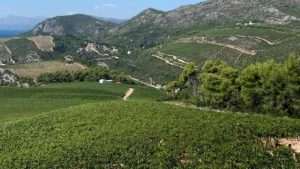 (REPORTAŽA) VINSKO CARSTVO DUBROVAČKOG KRAJA: Priča iz Konavala i Pelješca o vinu, vinovoj lozi i nesalomljivosti hrvatskog čovjeka Vinogradi Peljesac 2