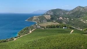 (REPORTAŽA) VINSKO CARSTVO DUBROVAČKOG KRAJA: Priča iz Konavala i Pelješca o vinu, vinovoj lozi i nesalomljivosti hrvatskog čovjeka Pelješko vinogorje / Foto: Fenix