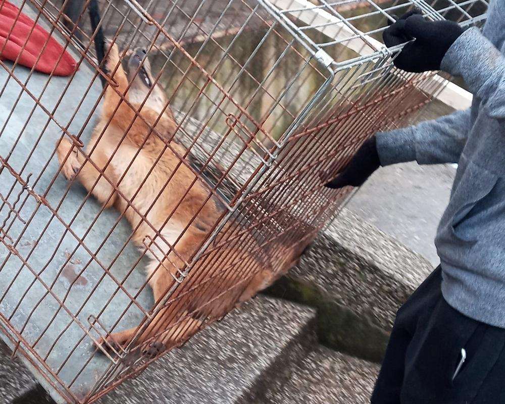 U POTRAZI ZA HRANOM: Prestrašeni čagalj "uletio" u kafić u Sisku, prisebni konobar ga zatvorio u toaletu U POTRAZI ZA HRANOM: Prestrašeni čagalj "uletio" u kafić u Sisku, prisebni konobar ga zatvorio u toaletu