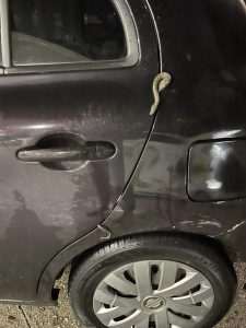 JOŠ NISU OTIŠLE NA SPAVANJE: Vatrogasci izvlačili zmiju iz automobila u središtu grada JOŠ NISU OTIŠLE NA SPAVANJE: Vatrogasci izvlačili zmiju iz automobila u središtu grada