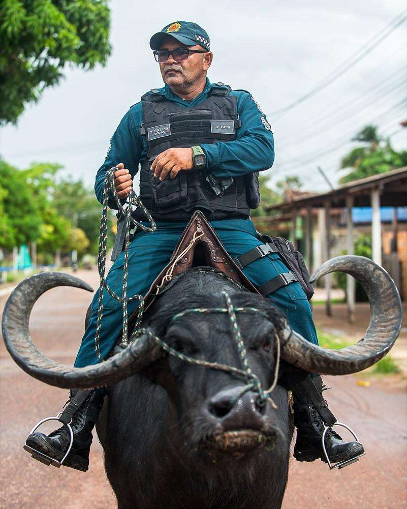 ZANIMLJIVOSTI: Na brazilskom otoku Marajo policija patrolira s bivolima – evo i zašto  