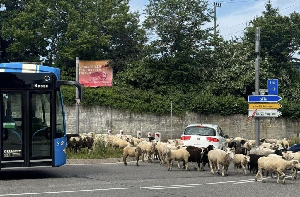 (VIDEO) USRED NJEMAČKOG GRADA: Ovakvi prizori se ne vide svaki dan! Ovce usred Böblingenu / Foto: Fenix (Zlatko Prtenjača)