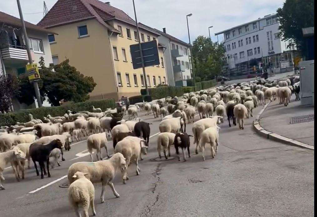 (VIDEO) USRED NJEMAČKOG GRADA: Ovakvi prizori se ne vide svaki dan! Ovce usred Böblingenu / Foto: Fenix (Zlatko Prtenjača)