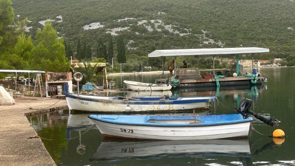 ZBOG NEZAPAMĆENE TOPLINE MORA?: Pomor dagnji u Malostonskom zaljevu, uzgajivači govore o stradanju 80 do 90 posto dagnji Brijesti (ILUSTRACIJA) / Foto: Fenix (SIM)