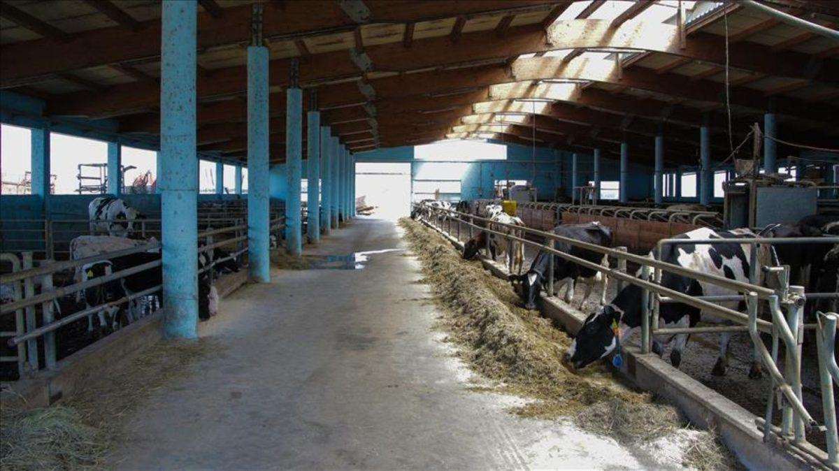 Farma krava (ILUSTRACIJA) / Foto: Anadolu