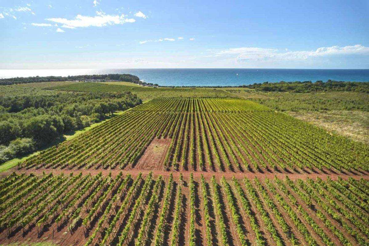 ISTARSKI VINARI U NJEMAČKOJ: Na prestižnom vinskom sajmu u Düsseldorfu, u još privlačnijem prostoru udruge Vinistra, predstavit će se 11 uglednih vinara Vinograd / Foto: Merlo De Graia