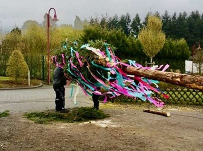MNOGE DJEVOJKE ĆE BITI OBRADOVANE: Svibanjski zaboravljeni običaj u zaleđu Zadra Svibanjsko drvo / Foto: Nikolaus Wendel