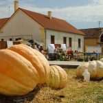 12. Jesenski festival u Tovarniku: Očekuju se gosti i iz Njemačke 12. Jesenski festival u Tovarniku: Očekuju se gosti i iz Njemačke