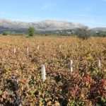Pelješac - raj za ljubitelje crnog vina i jesenju čaroliju boja Pelješac - raj za ljubitelje crnog vina i jesenju čaroliju boja