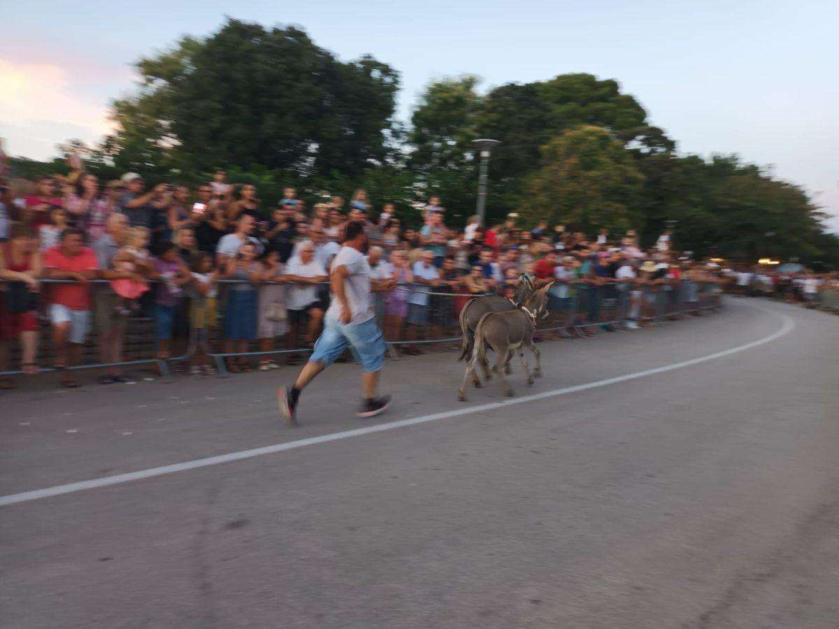 (FOTO i VIDEO) TRKA MAGARACA U POSEDARJU: Ni tovar neće uvik poslušati, ali tvrdoglav ostaje! (FOTO i VIDEO) TRKA MAGARACA U POSEDARJU: Ni tovar neće uvik poslušati, ali tvrdoglav ostaje!