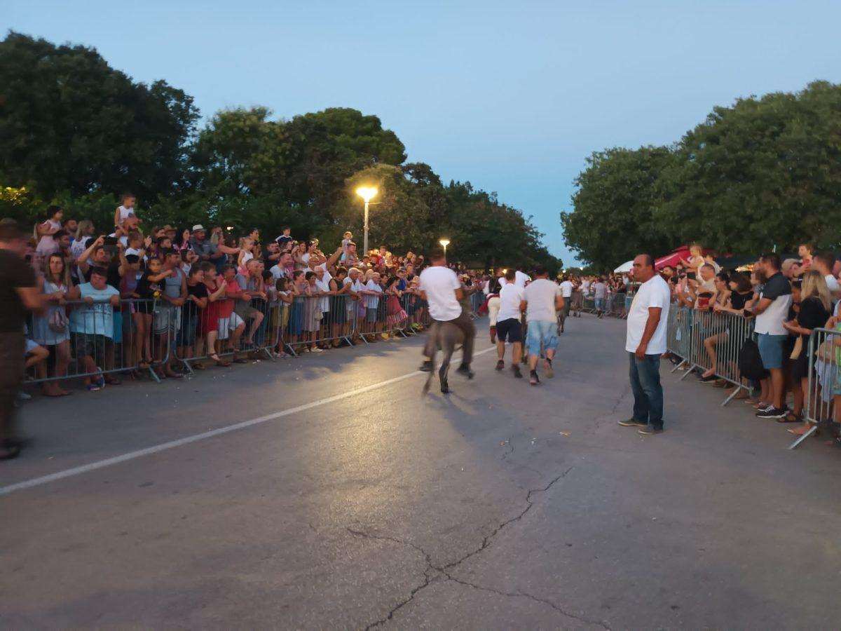 (FOTO i VIDEO) TRKA MAGARACA U POSEDARJU: Ni tovar neće uvik poslušati, ali tvrdoglav ostaje! (FOTO i VIDEO) TRKA MAGARACA U POSEDARJU: Ni tovar neće uvik poslušati, ali tvrdoglav ostaje!