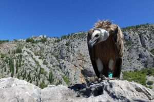 MOSTAR: "Novi val" namjerava ponovno naseliti bjeloglavog supa u Hercegovinu