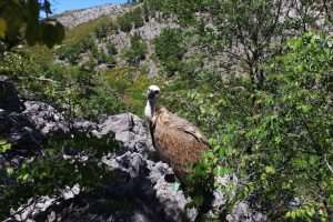 MOSTAR: "Novi val" namjerava ponovno naseliti bjeloglavog supa u Hercegovinu