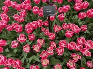 Park tulipana