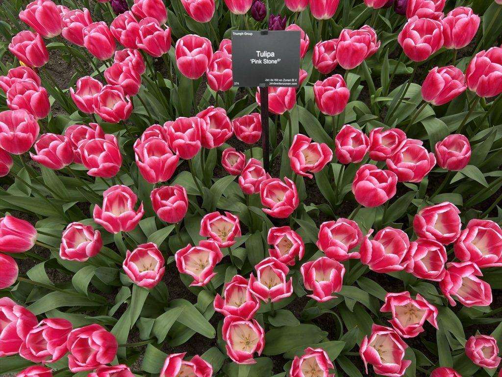Park tulipana