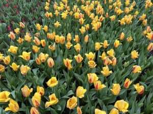 Park tulipana