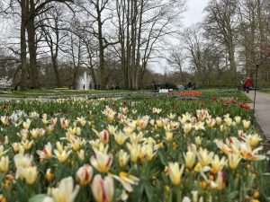 Park tulipana