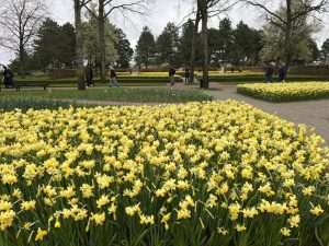 Park tulipana
