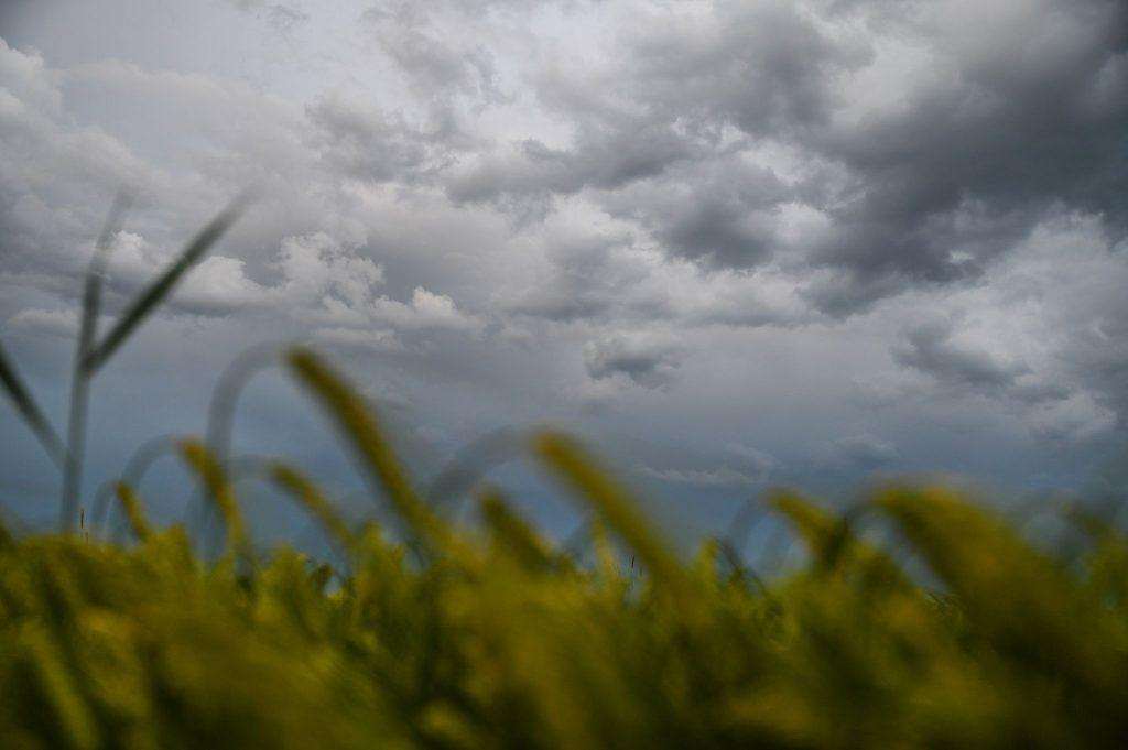 Polje