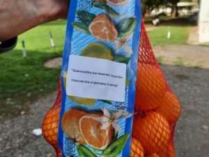 PRIJATELJSTVO KRAJNJEG JUGA I ISTOKA HRVATSKE: Kamion s 10 tona mandarina iz Dubrovačko-neretvanske županije stigao u Vukovar Mandarine (ILUSTRACIJA) / Foto: Vukovarsko-srijemska županija