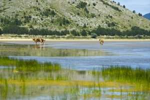 PARK PRIRODE BLIDINJE: Netaknuta ljepota Hercegovine u srcu Dinarida PARK PRIRODE BLIDINJE: Netaknuta ljepota Hercegovine u srcu Dinarida