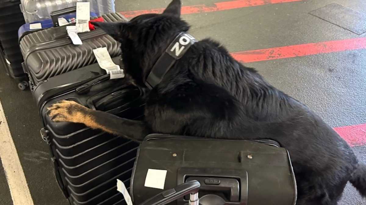 Otkrivena droga u koferu / Foto: Njemačka carina